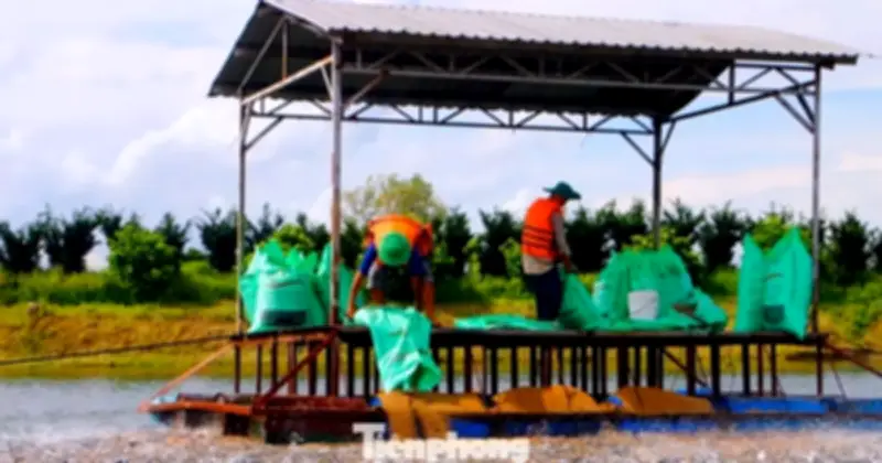 Xuất khẩu thủy sản Việt Nam lập kỷ lục 11,3 tỷ USD năm 2025