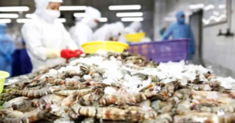 Xuất khẩu tôm Việt Nam đạt 4,6 tỷ USD năm 2025, tăng 19% và đối mặt thách thức từ Ấn Độ