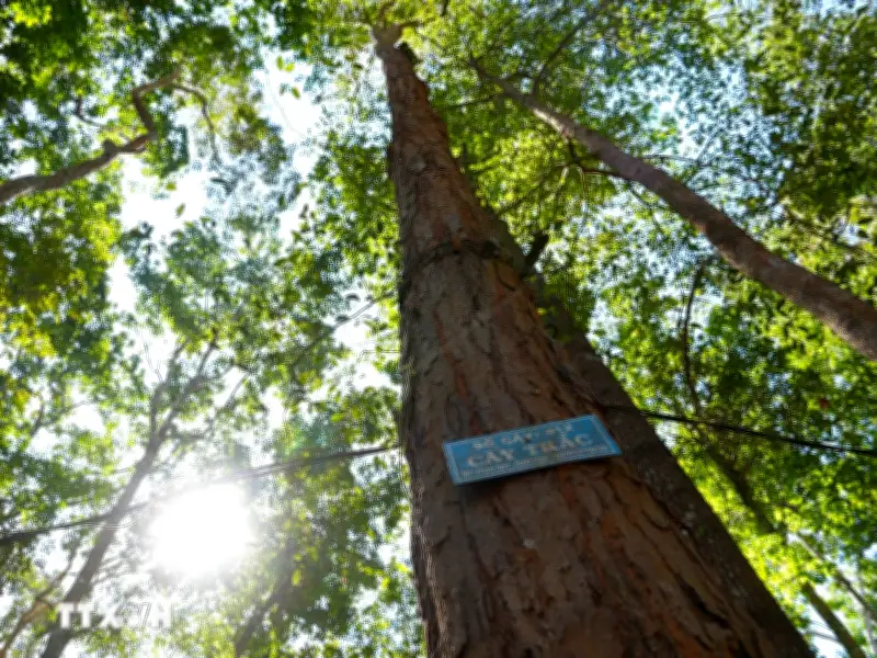 Xuyên Tết, giữ gìn quần thể trắc quý hiếm tại rừng đặc dụng Đắk Uy