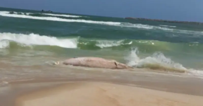 Xác cá voi 1 tấn dạt vào bờ biển Quảng Trị, địa phương khẩn trương xử lý