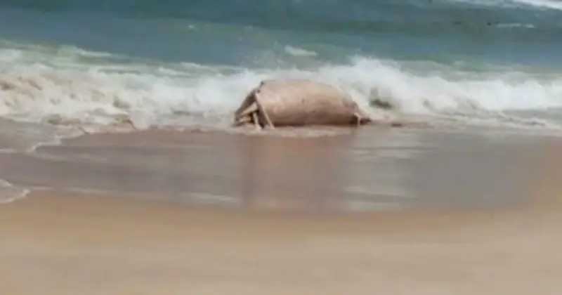 Xác cá voi lớn phân hủy trôi dạt vào bờ biển Mỹ Thủy, Quảng Trị