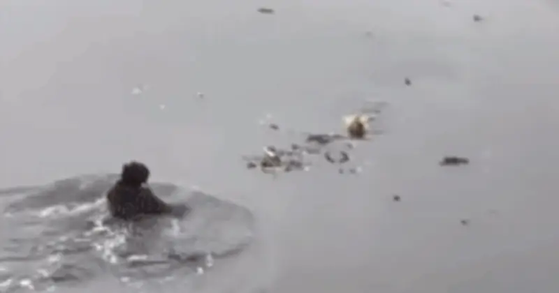 Vợ chồng trẻ Hà Nội dũng cảm cứu cụ ông ngã xuống sông giữa ngày giá rét