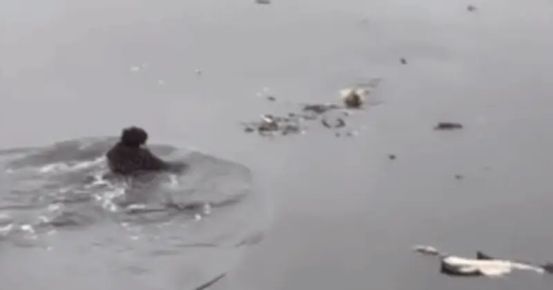 Vợ chồng trẻ Hà Nội dũng cảm cứu cụ ông ngã xuống sông giữa ngày giá rét