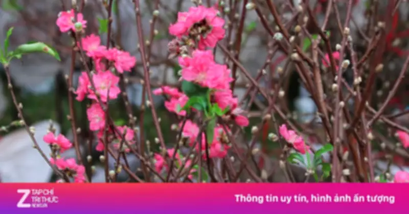 Đào Bắc Giá Rẻ Bất Ngờ Tại TP.HCM, Chỉ Từ 200.000 Đồng/Cành