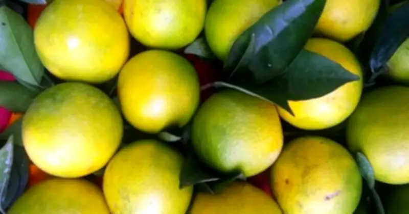 Đặt Táo Và Cam Trong Phòng Ngủ: Bí Quyết Giúp Ngủ Ngon Từ Chuyên Gia