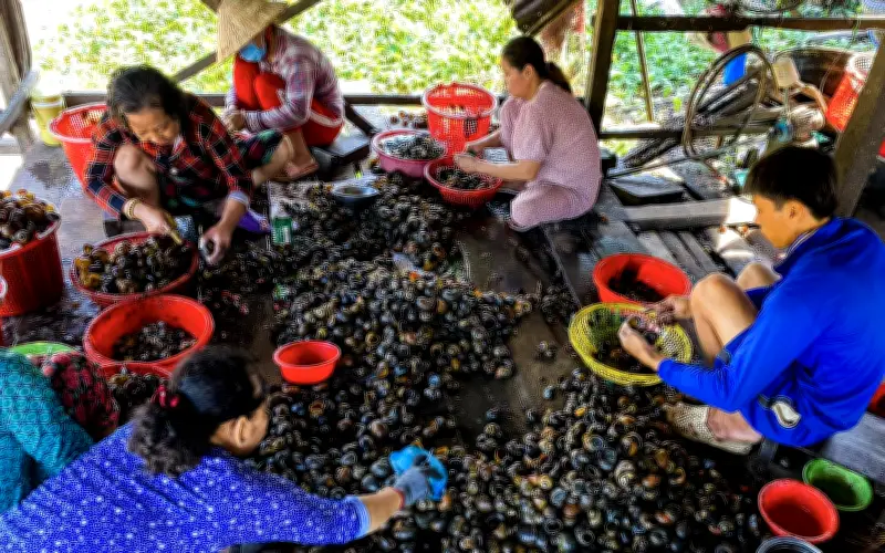 Ốc Bươu Vàng Từ Phá Hoại Thành Đặc Sản: Cảnh Báo An Toàn Và Cách Chế Biến