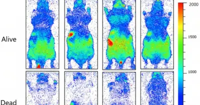 Con Người Thực Sự Phát Sáng và Sẽ Tồn Tại Sau Khi Chết?