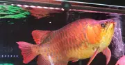 13 Người Nghi Ngộ Độc Sau Khi Ăn Trứng Cá Rồng, Bộ Y Tế Vào Cuộc Điều Tra