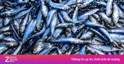 4 Loại Cá Giàu Omega-3: Lựa Chọn Bổ Dưỡng, Giá Cả Phải Chăng Cho Bữa Ăn Hàng Ngày