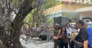 Đào cổ thụ trăm triệu đồng hút khách tại chợ hoa Tết TPHCM