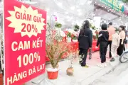 Bắc Ninh: Các cửa hàng hoa lan giảm giá mạnh sát Tết, khách mua tấp nập