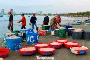 Biển Thọ Quang rộn ràng mùa ruốc trúng mùa nhưng giá rớt thê thảm