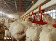 Brazil Thiết Lập Kỷ Lục Xuất Khẩu Thịt Gia Cầm Và Thịt Lợn Trong Tháng 10