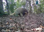 Bẫy ảnh Pù Mát ghi nhận 40 loài động vật, nhiều loài quý hiếm trong sách đỏ