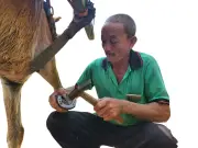 Cù Lao Thới Sơn: Từ Xe Ngựa Thồ Hàng Đến Linh Hồn Du Lịch Miền Tây