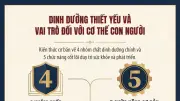 Cơ thể con người cần những chất dinh dưỡng nào và vai trò của chúng