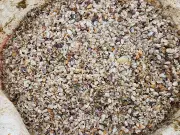 Ốc Tép Dạt Trắng Bờ Biển Hà Tĩnh, Người Dân Hối Hả Thu Hàng Tấn Đầu Xuân