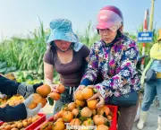 Cam Bù Kim Hoa Chín Vàng, Người Dân Tất Bật Thu Hoạch Và Tiêu Thụ Dịp Đầu Năm