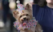 Chó cưng hóa trang sôi động tại lễ hội Rio Carnival Brazil