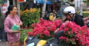 Chợ hoa Bình Đông rực rỡ sắc xuân, người dân TP.HCM nô nức mua hoa đón Tết