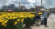 Chợ hoa Tết Đà Nẵng ế ẩm, hoa cúc và quất còn hơn nửa lượng vào ngày 28 Tết