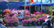 Chợ hoa xuân TP.HCM rộn ràng sắc Tết, tiểu thương bán giá bình dân mong về quê đúng giao thừa