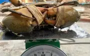 Cần Thơ, Cà Mau xuất hiện cua biển 'khủng' nặng tới 1,8kg, giá trị cao
