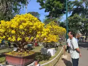 Công Viên Tao Đàn Rực Rỡ Sắc Xuân Với Mai Vàng, Bonsai Độc Đáo Thu Hút Du Khách