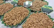 Giá cà phê hôm nay 11-2 giảm mạnh trước dự báo Brazil được mùa lớn