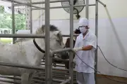 Câu chuyện cảm động về những chú ngựa hiến máu cứu người tại trại chăn nuôi Suối Đầu