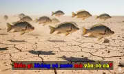 Câu đố tiếng Việt: Biển gì không có nước mà vẫn có cá?