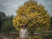 Cây mai 120 triệu nở sớm, nỗi buồn của người trồng trước biến số thời tiết