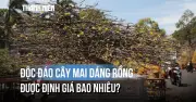 Cây mai 'dáng rồng' giá 700 triệu đồng thu hút sự chú ý tại Buôn Ma Thuột