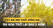 Cây mai đẹp nhất Đồng Nai bất ngờ nở hoa trở lại sau 2 năm vắng bóng