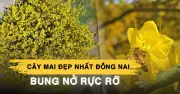 Cây mai 'vô giá' ở Đồng Nai bung nở rực rỡ sau 2 năm 'buồn', thu hút du khách từ xa
