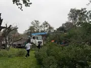 Cây Si Lâu Năm Gãy Đổ Ở Vườn Hoa Lý Tự Trọng, Hà Nội, Khiến 2 Người Bị Thương