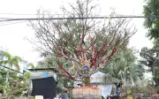 Cây mai vàng cổ thụ trăm tuổi giá 3,7 tỷ đồng gây sốt tại chợ hoa xuân Long Xuyên