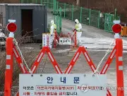 Dịch tả lợn châu Phi bùng phát tại Hàn Quốc, trang trại chăn nuôi bị ảnh hưởng