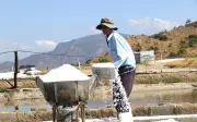 Diêm Dân Khánh Hòa Phấn Khởi Với Vụ Muối Đầu Xuân: Giá Cao, Năng Suất Tăng