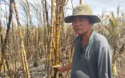 Nông dân Khánh Hòa thẫn thờ vì cháy mía cận Tết, thiệt hại hàng chục hecta