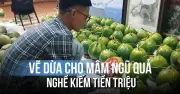 Về quê trồng dưa chuột mầm, kiếm tiền triệu mỗi ngày trước Tết