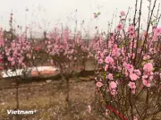 Hà Nội: Chiêm ngưỡng vẻ đẹp mùa xuân rực rỡ tại vườn đào Nhật Tân