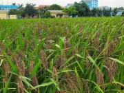 HADICO Dẫn Đầu Hành Trình Nông Nghiệp Xanh Tại Thủ Đô Năm 2025