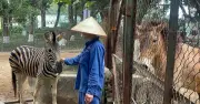 Hơn 20 năm 'làm mẹ' của người phụ nữ chăm sóc ngựa ở Vườn thú Hà Nội