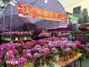 Hương Xuân từ chợ hoa Tết tại Hong Kong: Sắc màu và truyền thống