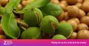Hạt Macca: 'Nữ Hoàng Hạt' Đắt Giá, Dinh Dưỡng Vàng Có Sẵn Tại Việt Nam