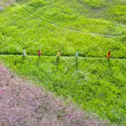 Đồi Hoa Sao - Đảo Ngũ Phúc Cà Mau thu hút hàng trăm gia đình với cuộc thi ảnh triệu đồng