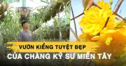 Kỹ sư xây dựng miền Tây thành công với vườn mai vàng và ổ rồng kiểng