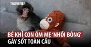 Khỉ con bị bỏ rơi tìm 'mẹ' nhồi bông, gây sốt toàn cầu tại Nhật Bản
