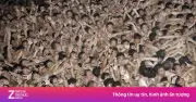 Lễ Hội Khỏa Thân 500 Năm Ở Nhật Bản Đối Mặt Nguy Cơ Bị Hủy Bỏ Sau Sự Cố